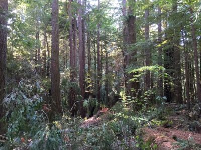 Nevermind the Politics, Forests Can Help Cool the Planet Image